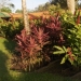 Costa Rica: héliconias et autres