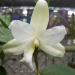 Costa Rica: orchidées