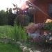 mon jardin en juin 2008