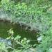 Tortue d'eau