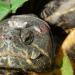 Tortue